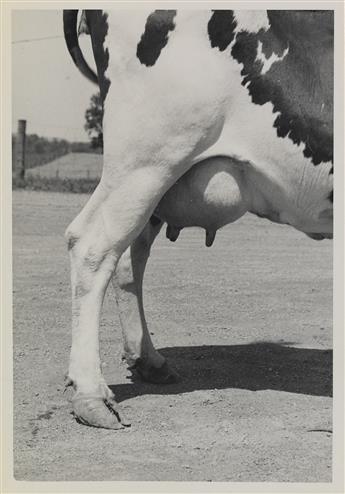 (COWS--FARMING) An udderly charming archive of approximately 70 photographs of prize-winning cows in the U.S. and Canada.